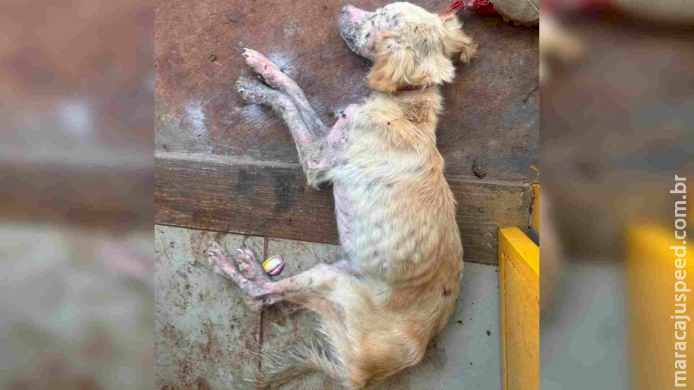 Tutora é presa após cadelinha ser resgatada com osso exposto e risco de ter pata amputada Tutora é presa após cadelinha ser resgatada com osso exposto e risco de ter pata amputada