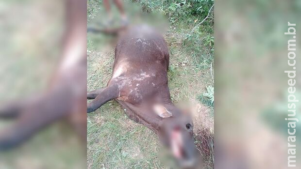 Vacas são encontradas sem línguas, olhos e intestinos no Paraguai