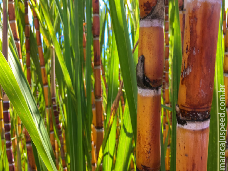 Valor da Produção Agropecuária é atualizado para R$ 1,150 trilhão este ano Valor da Produção Agropecuária é atualizado para R$ 1,150 trilhão este ano