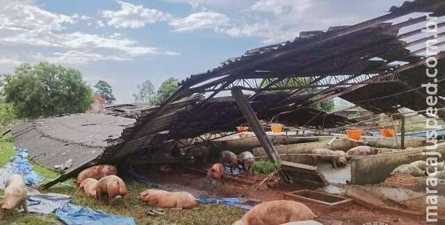 Vendaval destruiu barracão de suínos em São Gabriel do Oeste do Oeste