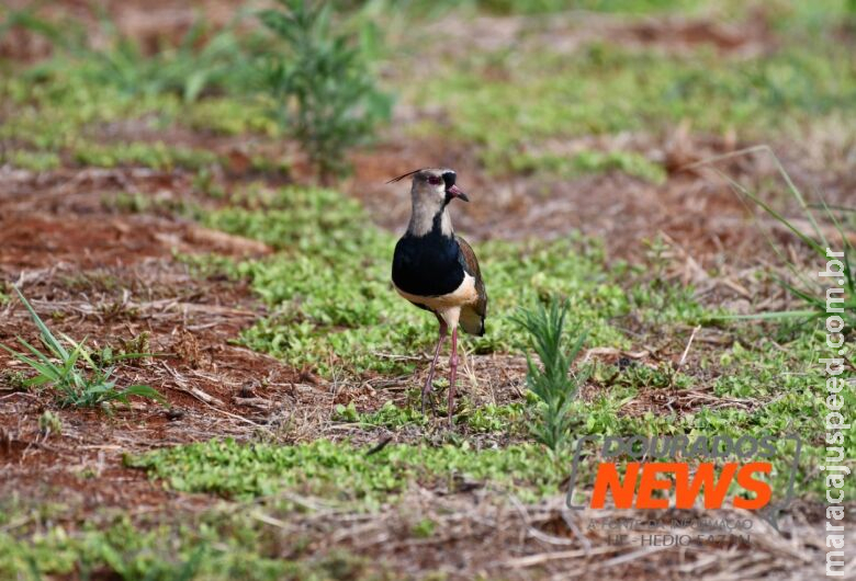 Agricultura estende por 6 meses emergência zoossanitária por gripe aviária