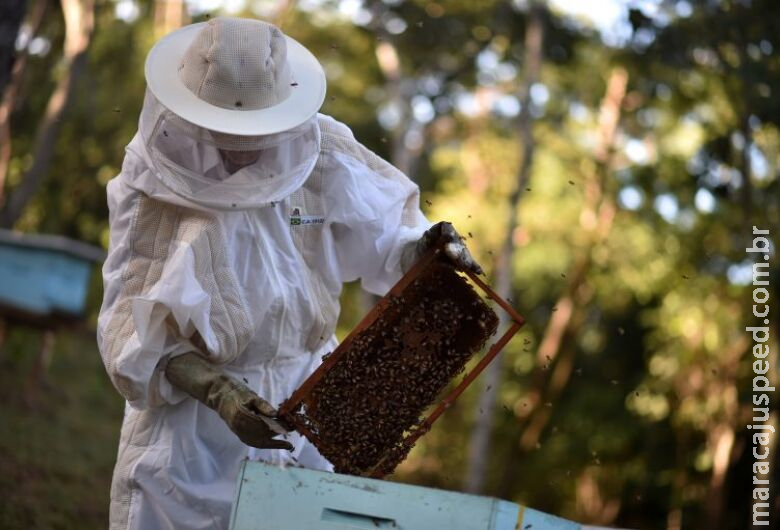 Audiência debate a mortalidade de abelhas por causa do uso de agrotóxicos