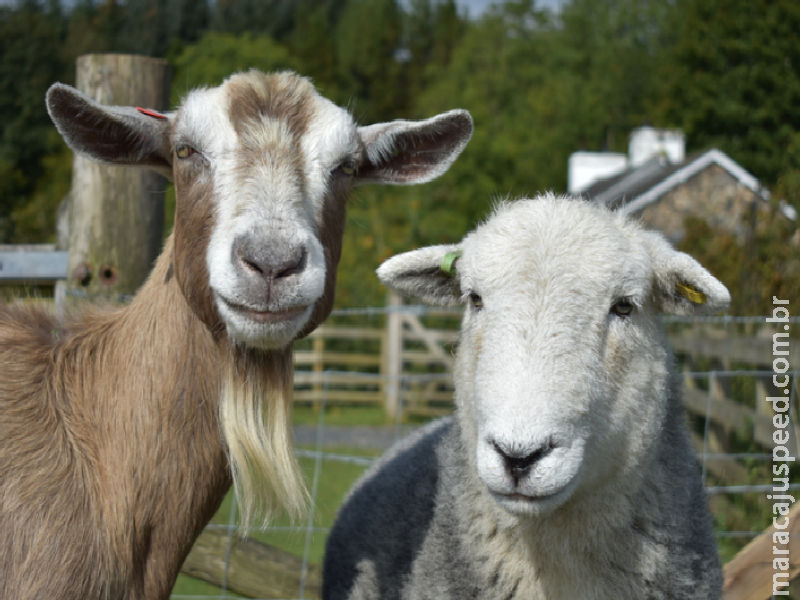 Brasil amplia exportação de material genético animal para o Paraguai