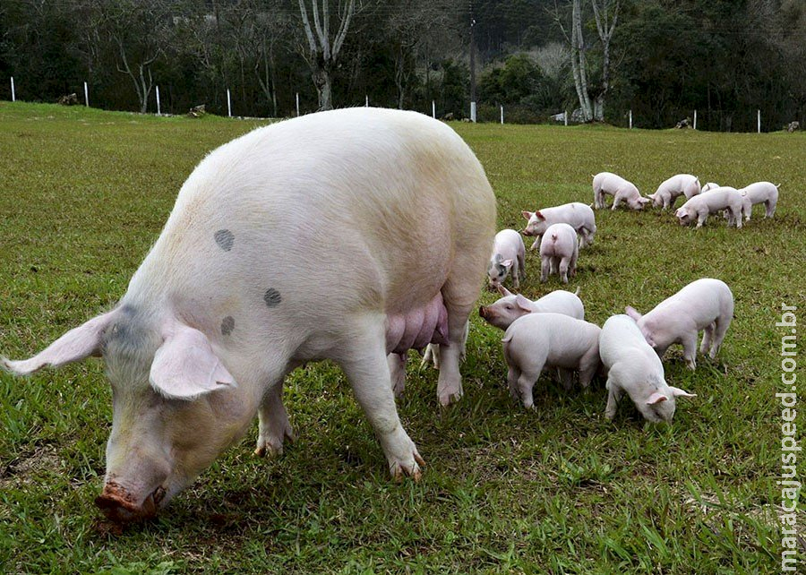 Brasil tem o menor custo de produção de suínos entre 17 países Brasil tem o menor custo de produção de suínos entre 17 países