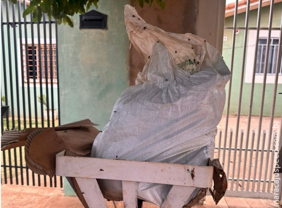 Cachorro morto a facadas é encontrado em uma lixeira no Celina Jalladz em Campo Grande Cachorro morto a facadas é encontrado em uma lixeira no Celina Jalladz em Campo Grande