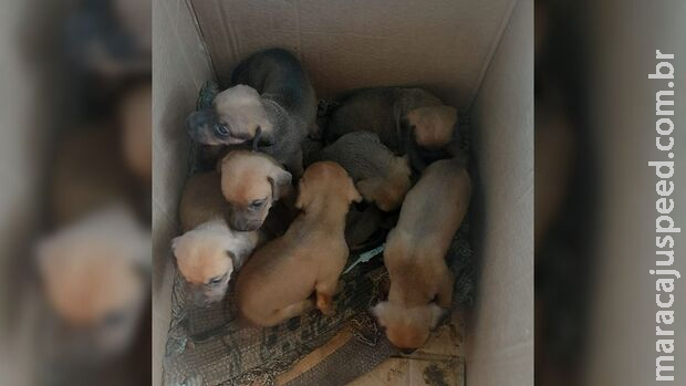 Caixa com 7 filhotes é abandonada na porta da igreja em Nova Andradina