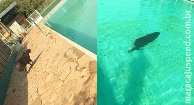 Capivara é flagrada tomando banho em piscina em Paranaíba