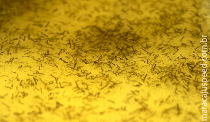 Casos de dengue crescem em MS e proliferação pode ser evitada com cuidados básicos