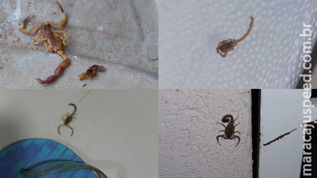 Com calor excessivo, dispara aparições de escorpião em Campo Grande