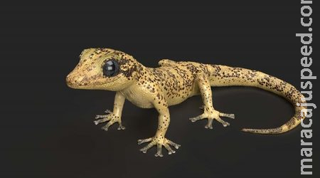 Criança fica em estado grave após madrasta obrigá-la a comer lagartixa