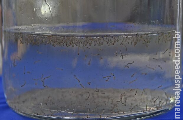 Dia D de combate à dengue acontece neste sábado em todo o Estado Dia D de combate à dengue acontece neste sábado em todo o Estado
