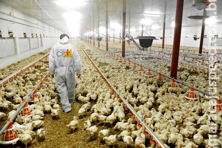 Dono de aviário no Quebra Coco ameaça funcionário da Seara após constatar irregularidades nos produtos Dono de aviário no Quebra Coco ameaça funcionário da Seara após constatar irregularidades nos produtos