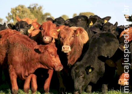 Embrapa mostra impacto de R$ 15 bi em geração de pesquisas em MS Embrapa mostra impacto de R$ 15 bi em geração de pesquisas em MS