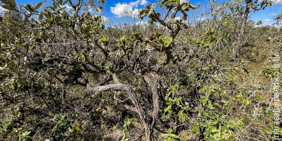  Governo lança 4ª fase do plano de ação contra desmatamento do Cerrado