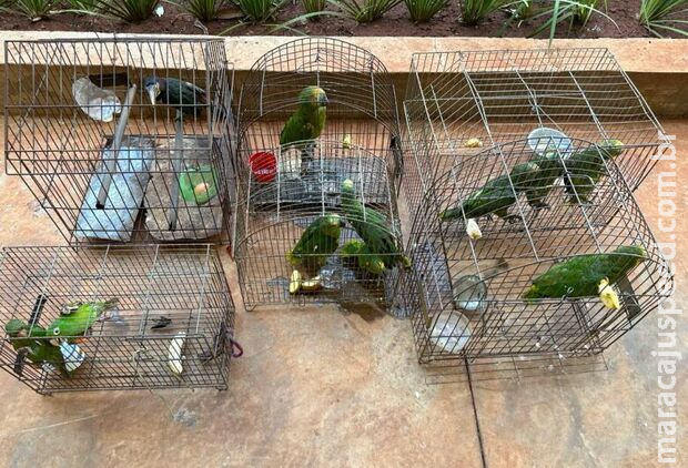 Homem recebe multa de R$ 5,5 mil por manter aves silvestres em cativeiro em Vicentina