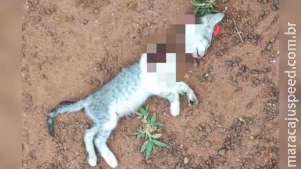 Marido é preso por decapitar gato e ameaçar esposa com facão em Nova Alvorada do Sul Marido é preso por decapitar gato e ameaçar esposa com facão em Nova Alvorada do Sul