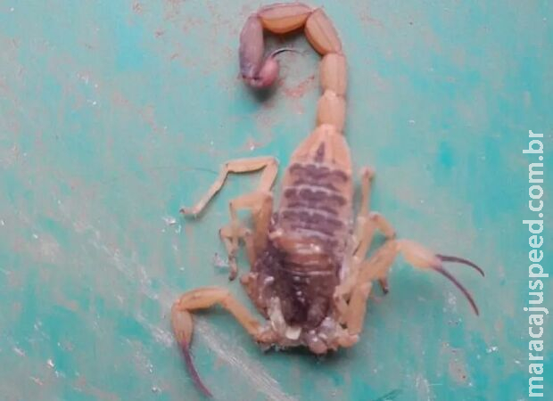 Moradora picada acha 2º escorpião em casa e está com medo em Chapadão do Sul Moradora picada acha 2º escorpião em casa e está com medo em Chapadão do Sul