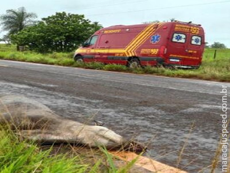 Motociclista fica ferido após se chocar com anta na MS-145, em Angélica