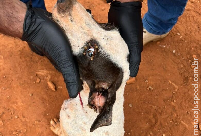 Mulher é presa por deixar cachorros em situação de abandono Mulher é presa por deixar cachorros em situação de abandono