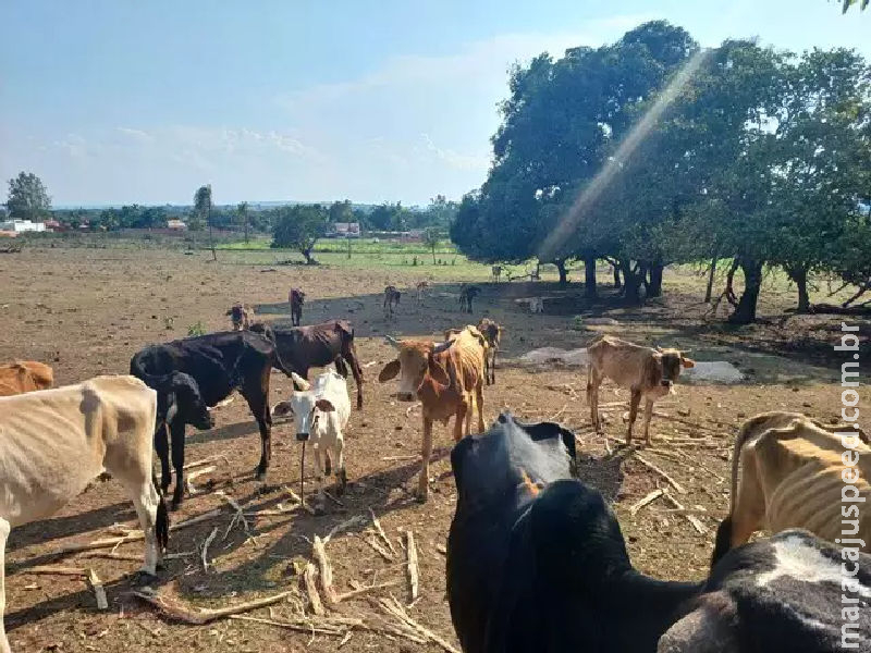 Pecuarista é preso por deixar gado sem comida em pasto degradado