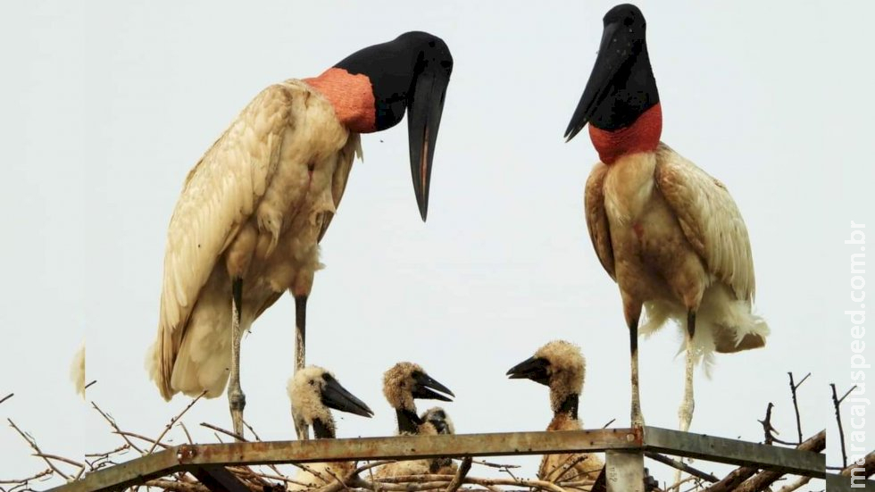 Pela primeira vez, tuiuiús nascem em ninho artificial construído após incêndio no Pantanal Pela primeira vez, tuiuiús nascem em ninho artificial construído após incêndio no Pantanal
