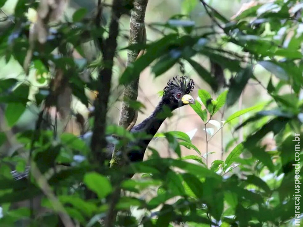Pesquisadores acham ave Mutum-pinima quase em extinção e desaparecida há 40 anos