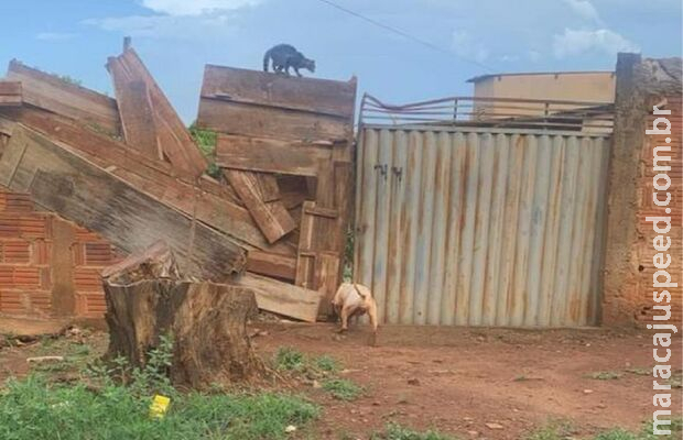 Pitbull ataca mulher e motociclista e GCM é chamada no Nova Campo Grande Pitbull ataca mulher e motociclista e GCM é chamada no Nova Campo Grande