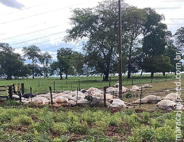 Queda de raio em fazenda mata gado em Selvíria
