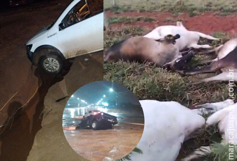 Raio atinge propriedade rural e mata 12 vacas prenhas em cidade de MS