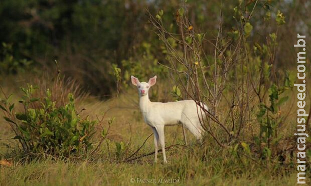 Raro, veado albino é visto e encanta guias de turismo no Pantanal de Miranda