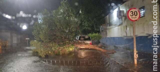 Ventania derruba árvores e causa estragos em Nova Andradina