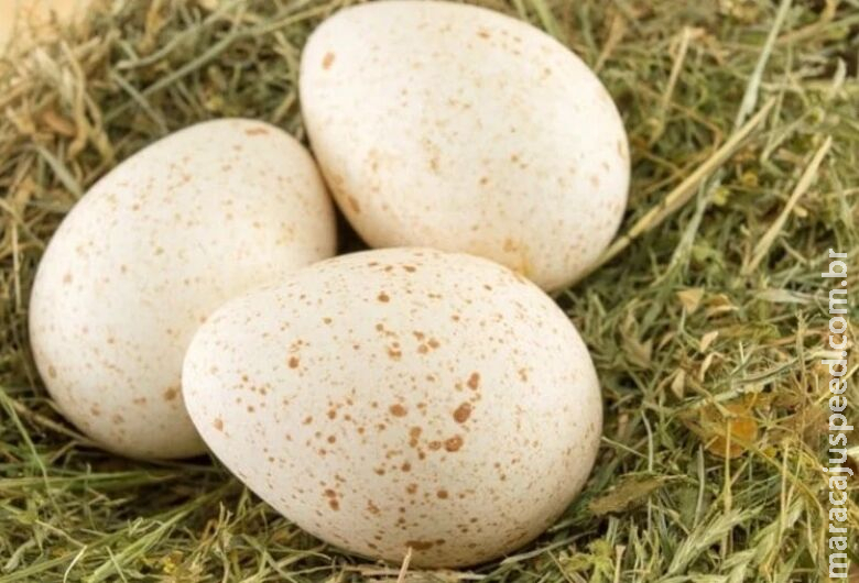 Bolívia: Brasil abre mercado de ovos férteis de peru