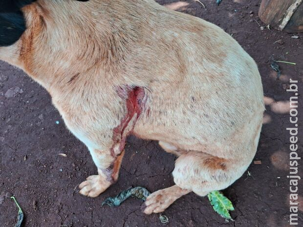 Cachorro é atingido por tiro em assentamento de Rio Brilhante Cachorro é atingido por tiro em assentamento de Rio Brilhante