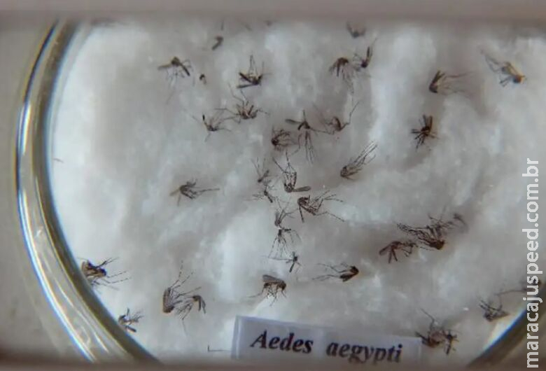 Casos prováveis de dengue no Brasil aumentam 17,5% em 2023