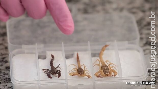 Criança de 10 anos morre em Dourados; suspeita é picada de escorpião