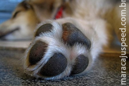 Crueldade em Sidrolândia: Homem é denunciado por mutilar perna de cachorro após ataque de jacaré em fazenda