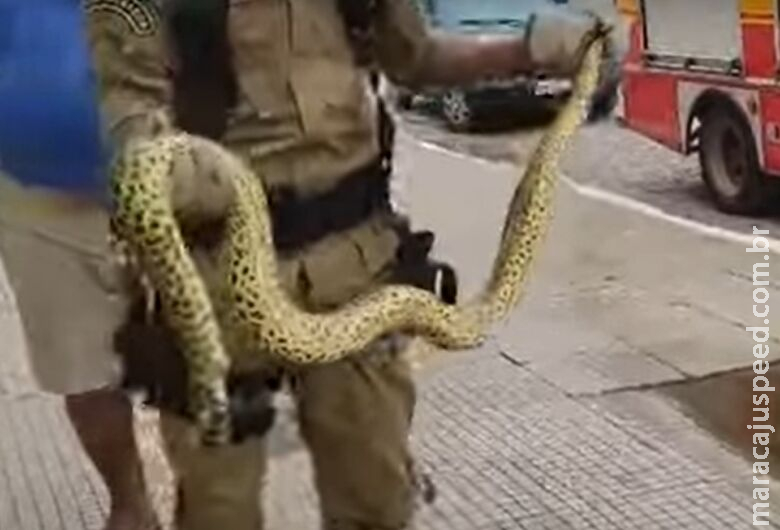 Em 30 minutos, Bombeiros foram acionados duas vezes para capturar cobras em cidade do interior de MS