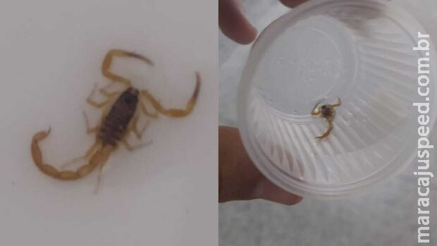 Escorpião é encontrado em maternidade e causa revolta em pai: 