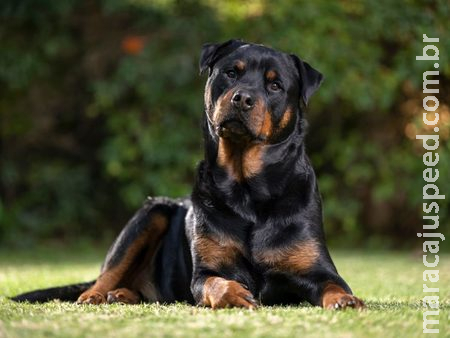 Golpe do resgate: Em Sidrolândia vítima busca por Rottweiler perdida e cai em armadilha financeira Golpe do resgate: Em Sidrolândia vítima busca por Rottweiler perdida e cai em armadilha financeira