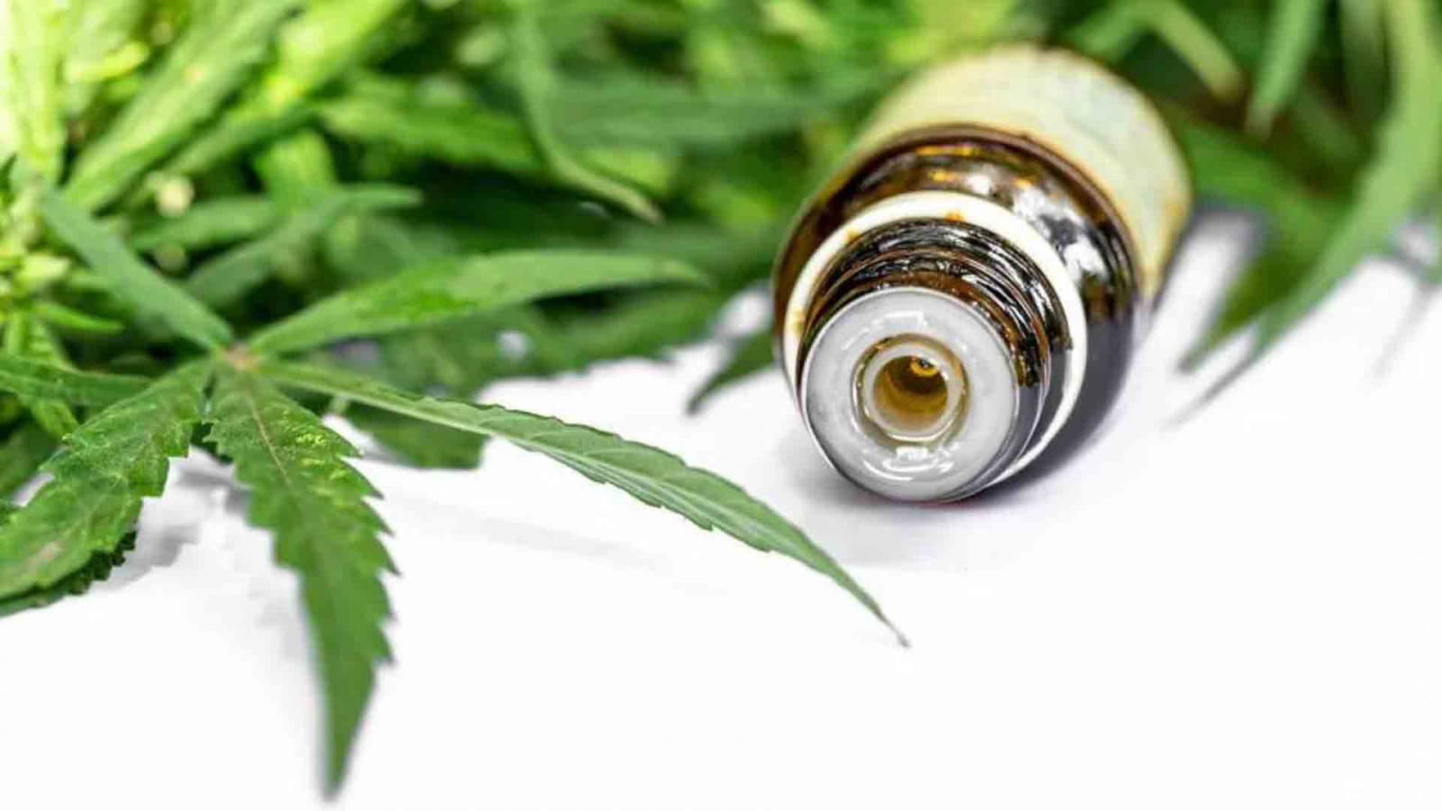 Governo de São Paulo regulamenta fornecimento de cannabis medicinal pelo SUS Governo de São Paulo regulamenta fornecimento de cannabis medicinal pelo SUS