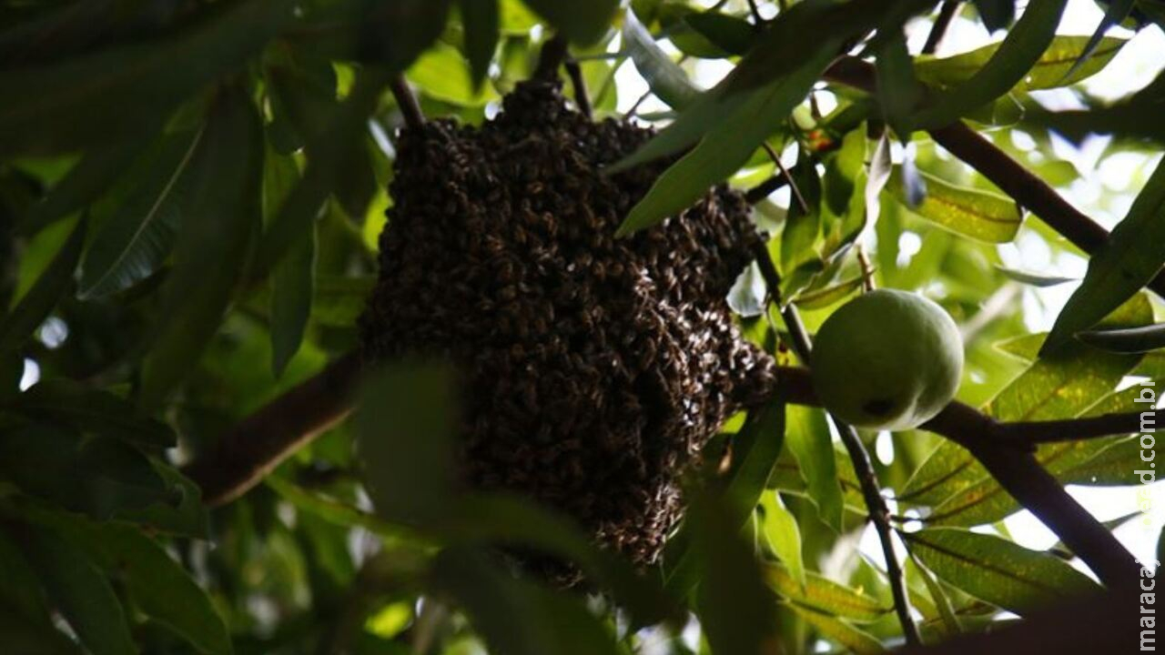 Idoso é hospitalizado com mais de 300 picadas de abelhas em Ribas do Rio Pardo Idoso é hospitalizado com mais de 300 picadas de abelhas em Ribas do Rio Pardo