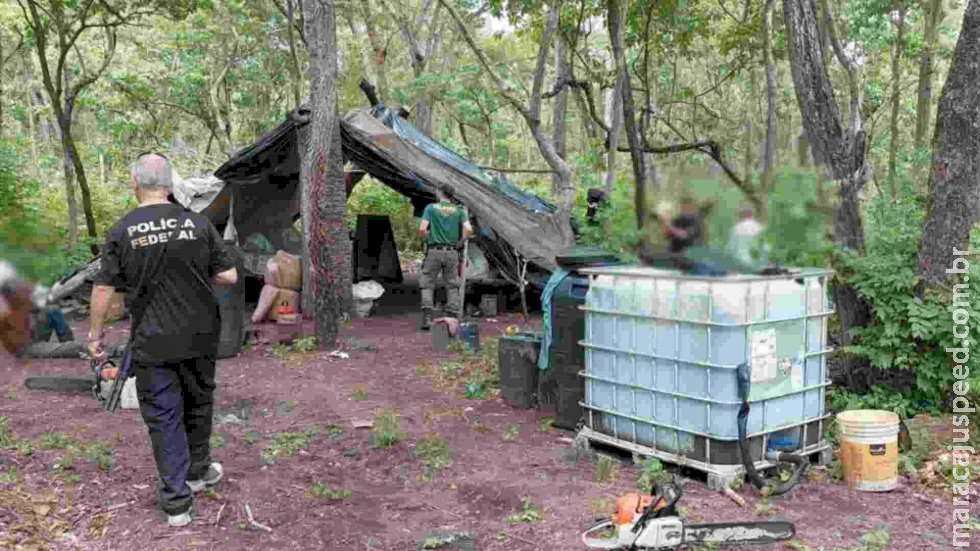 Indígena é autuado após fiscalização identificar 3 áreas de exploração de madeira próximas a aldeias de MS Indígena é autuado após fiscalização identificar 3 áreas de exploração de madeira próximas a aldeias de MS