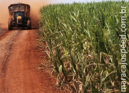 Mato Grosso do Sul Bate Recorde de Produção de Açúcar na Safra 2023/2024 Mato Grosso do Sul Bate Recorde de Produção de Açúcar na Safra 2023/2024