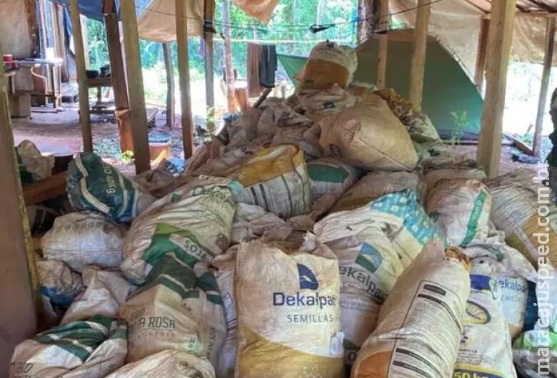 Ofensiva contra roças de maconha termina com 330 toneladas destruídas Ofensiva contra roças de maconha termina com 330 toneladas destruídas