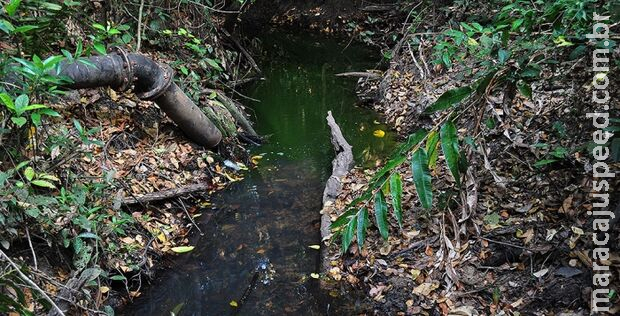 Pescadores encontram mulher morta à beira de córrego em Sete Quedas Pescadores encontram mulher morta à beira de córrego em Sete Quedas