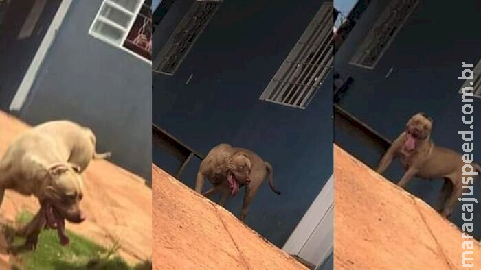 Pitbull invade casa e quase mata animal