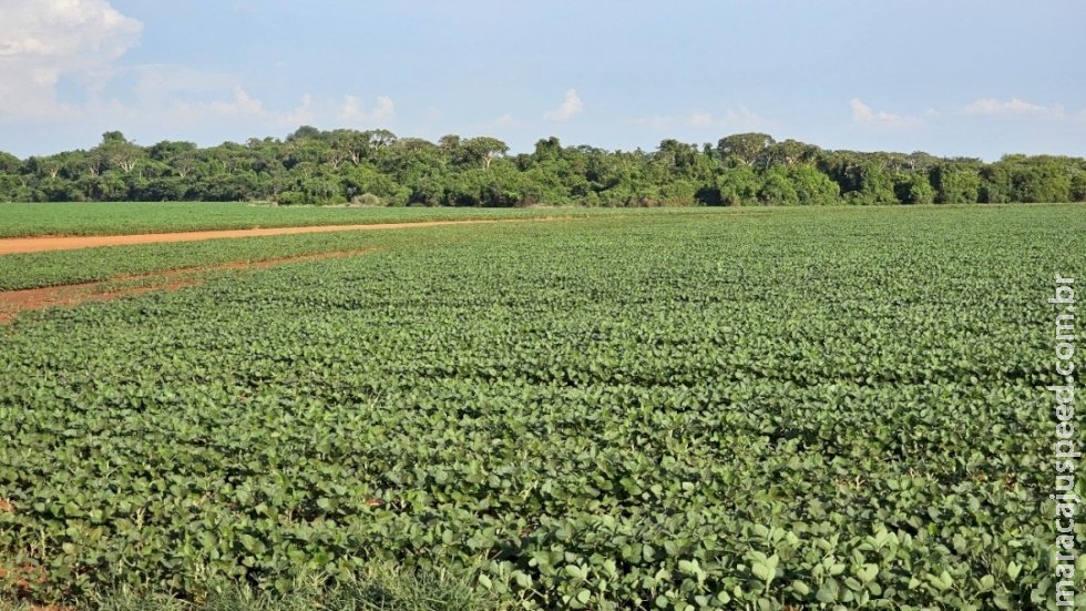 Plantio da safra de soja é prorrogado até o dia 13 de janeiro em Mato Grosso do Sul
