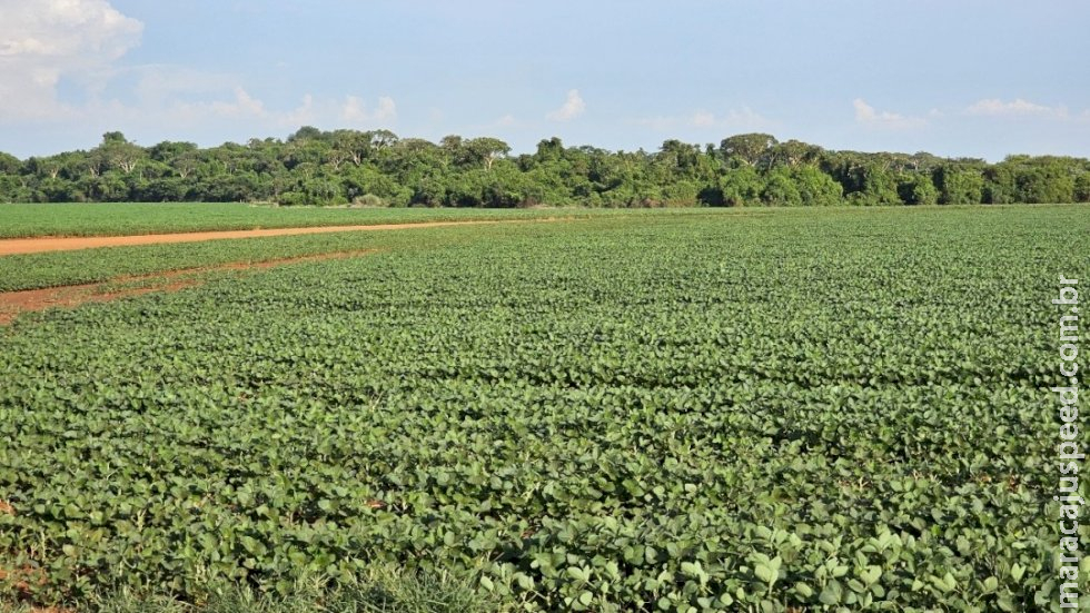 Plantio da safra de soja é prorrogado até o dia 13 de janeiro em Mato Grosso do Sul Plantio da safra de soja é prorrogado até o dia 13 de janeiro em Mato Grosso do Sul
