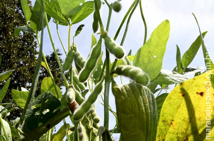 Prazo para plantio de soja tem alterações neste final de ano em Mato Grosso do Sul