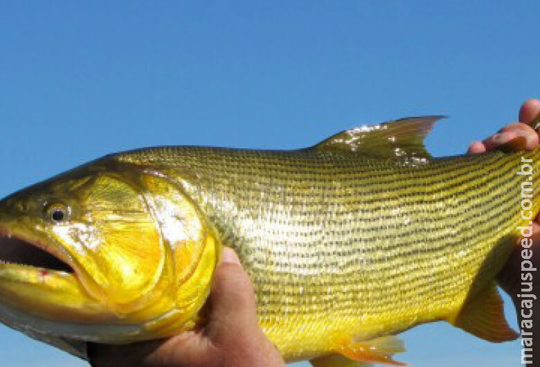 Projeto quer ampliar para mais 5 anos a proibição da captura e comercialização do Dourado em MS